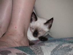 kittens - 071007 37